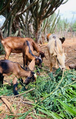 Muká - Plataforma de fortalecimento da agroecologia