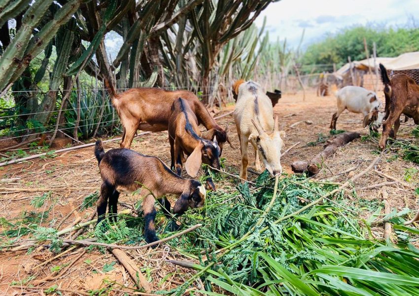 Muká - Plataforma de fortalecimento da agroecologia